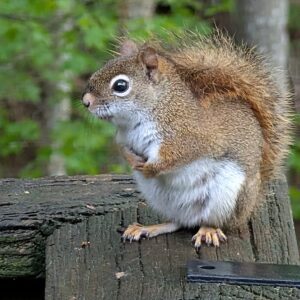 American red squirrel sitting on a deck railing