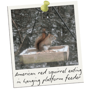 American red squirrel sitting on a pile of seeds in a hanging platform feeder