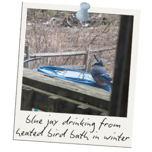blue jay bird holding head up to swallow water from bird bath attached to deck rail